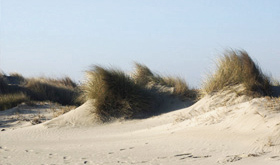 balade en camargue