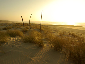 les landes 
