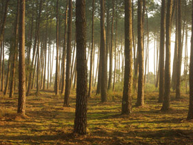landes