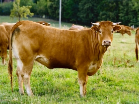 Limousin