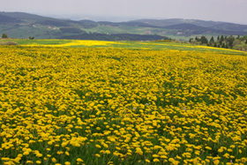 le pilat loire