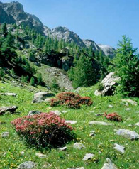 mercantour