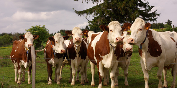 vaches pilat