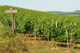 vin jaune jura