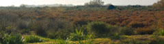 balade en camargue